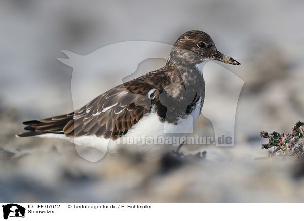 Steinwlzer / ruddy turnstone / FF-07612