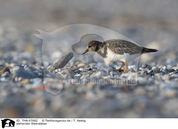 stehender Steinwlzer / standing Ruddy Turnstone / THA-07682
