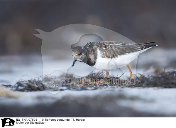 laufender Steinwlzer / walking Ruddy Turnstone / THA-07695