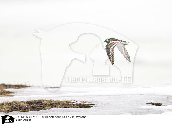 Steinwlzer / ruddy turnstone / MAW-01714