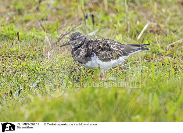 Steinw�lzer / turnstone / MBS-29263