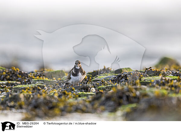 Steinw�lzer / turnstone / MBS-29264