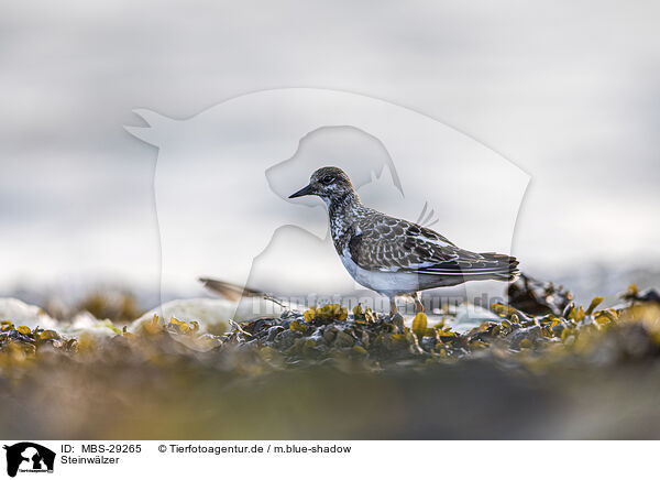 Steinw�lzer / turnstone / MBS-29265