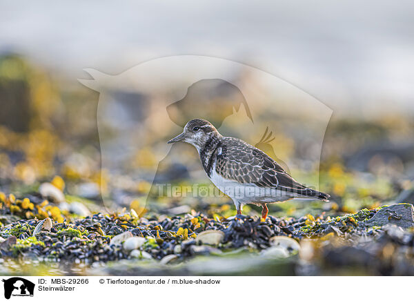 Steinw�lzer / turnstone / MBS-29266