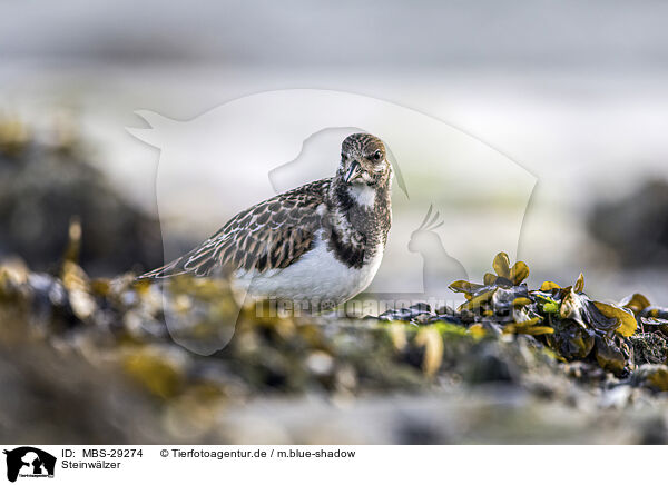 Steinw�lzer / turnstone / MBS-29274