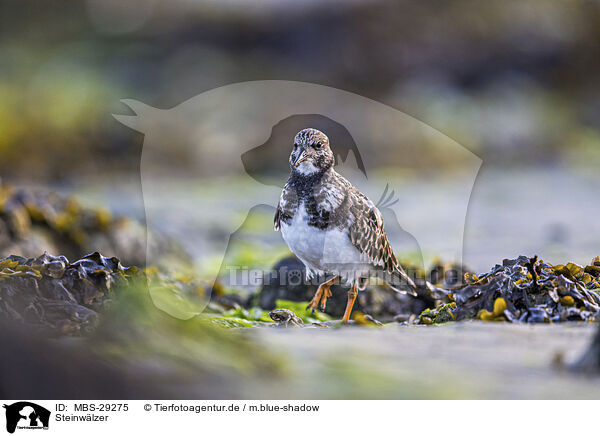 Steinw�lzer / turnstone / MBS-29275