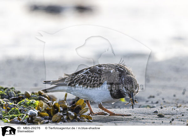 Steinw�lzer / turnstone / MBS-29276