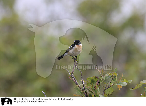 Stejnegers Schwarzkehlchen / Amur stonechat / FF-14371