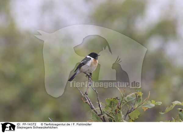 Stejnegers Schwarzkehlchen / Amur stonechat / FF-14372