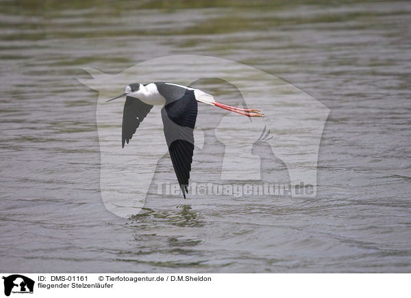 fliegender Stelzenlufer / flying black-winged stilt / DMS-01161