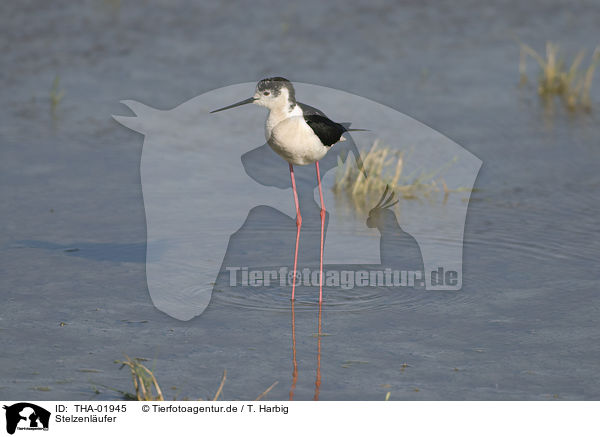 Stelzenlufer / black-winged stilt / THA-01945