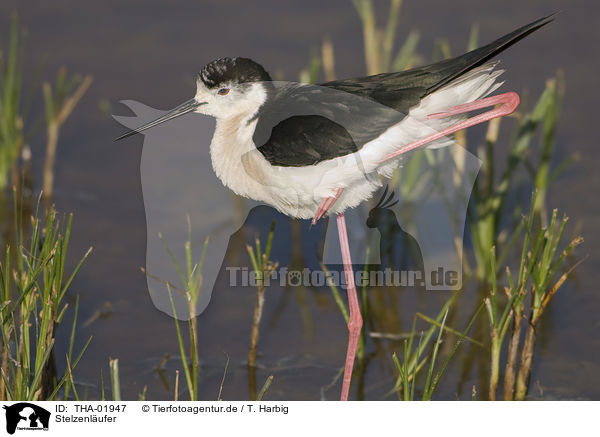 Stelzenlufer / black-winged stilt / THA-01947
