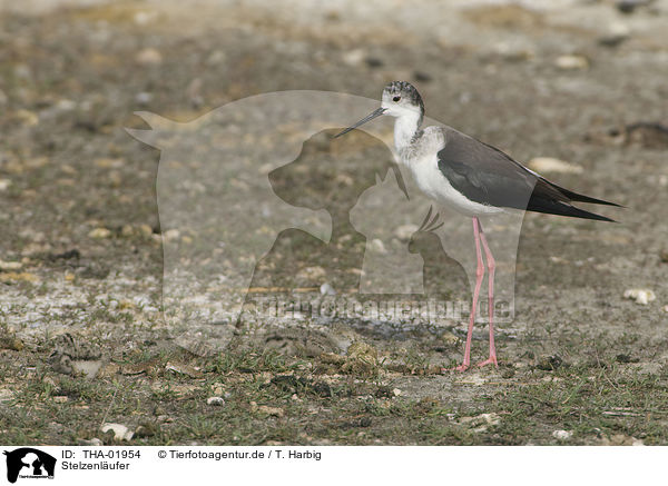 Stelzenlufer / black-winged stilt / THA-01954