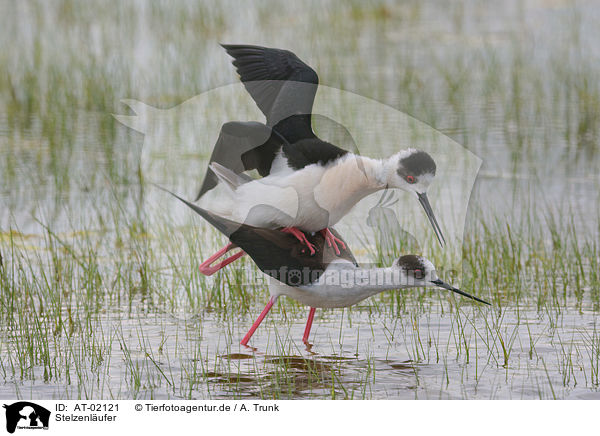 Stelzenlufer / black-winged stilt / AT-02121