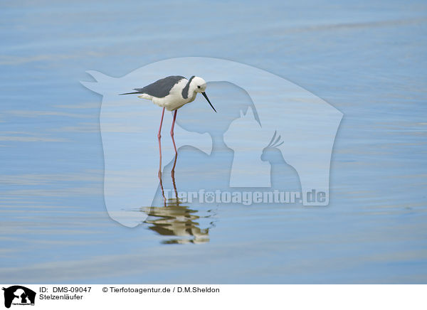 Stelzenl�ufer / black-winged stilt / DMS-09047
