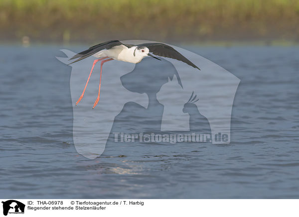 fliegender stehende Stelzenlufer / flying standing black-winged Stilt / THA-06978