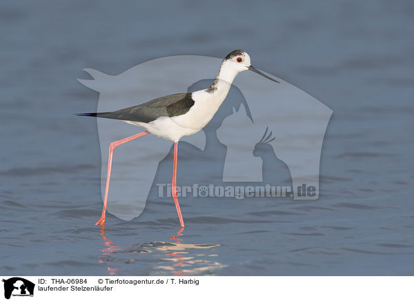 laufender Stelzenl�ufer / walking black-winged Stilt / THA-06984