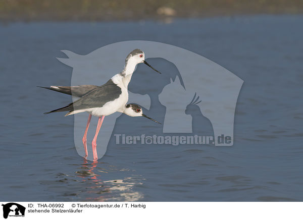 stehende Stelzenlufer / standing black-winged Stilt / THA-06992