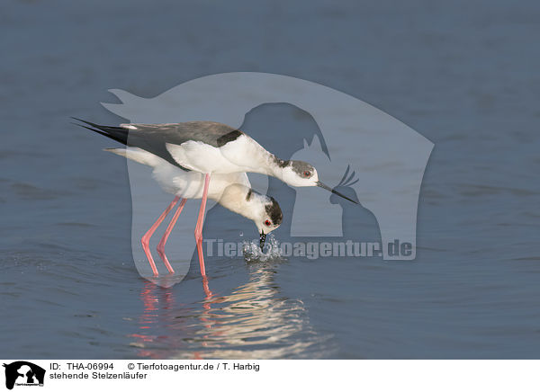stehende Stelzenl�ufer / standing black-winged Stilt / THA-06994