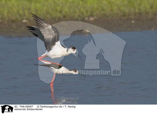 stehende Stelzenl�ufer / standing black-winged Stilt / THA-06997