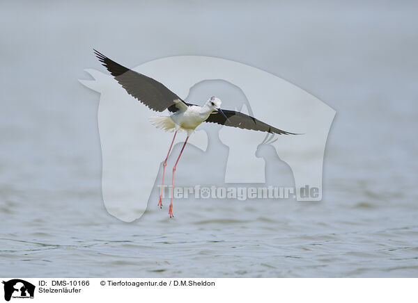 Stelzenlufer / black-winged stilt / DMS-10166