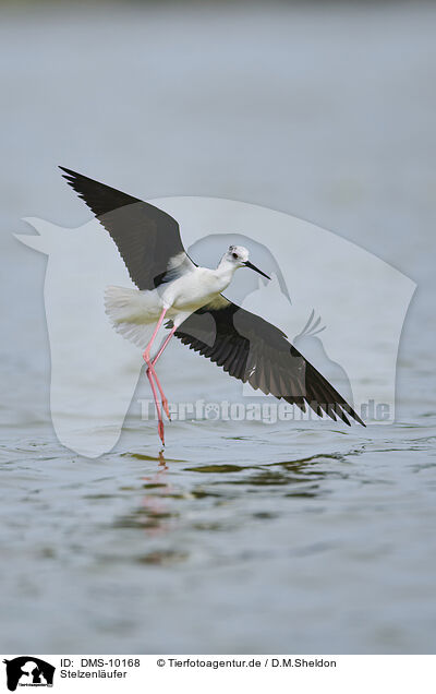 Stelzenlufer / black-winged stilt / DMS-10168