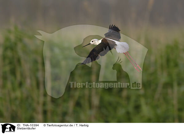 Stelzenlufer / black-winged stilt / THA-10394