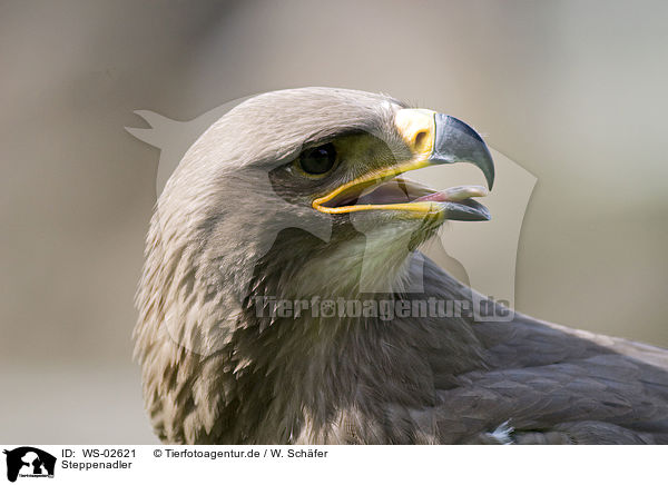 Steppenadler / steppe eagle / WS-02621