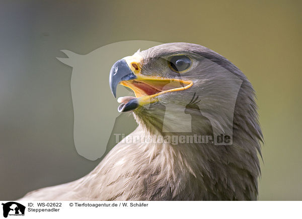 Steppenadler / steppe eagle / WS-02622