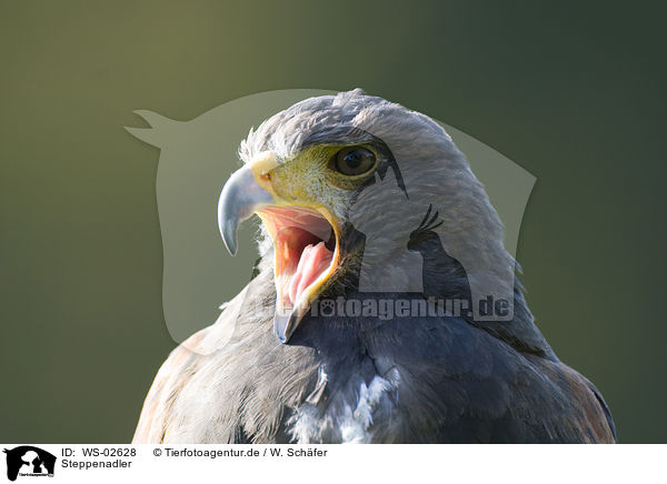 Steppenadler / steppe eagle / WS-02628