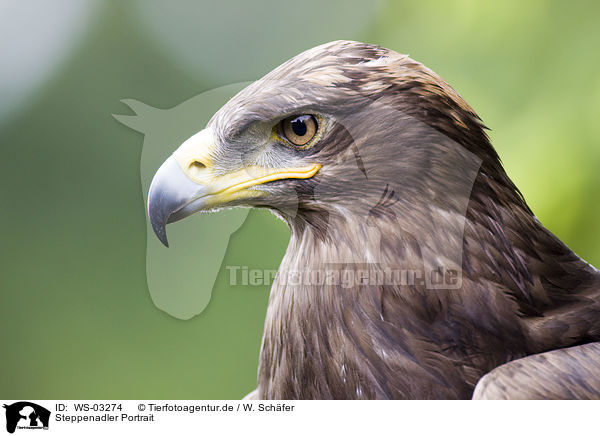 Steppenadler Portrait / steppe eagle portrait / WS-03274