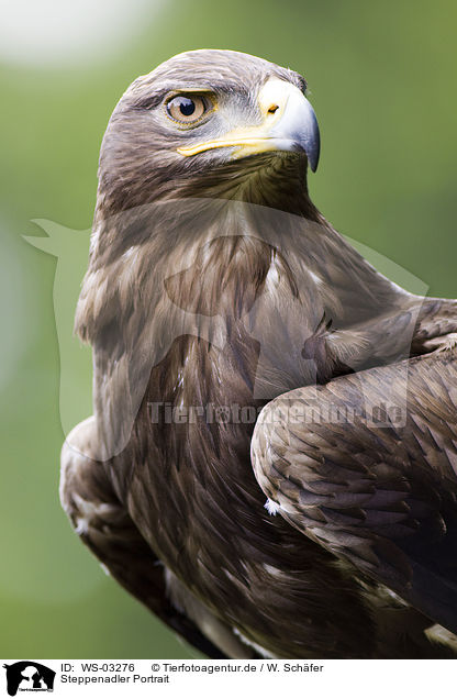 Steppenadler Portrait / steppe eagle portrait / WS-03276