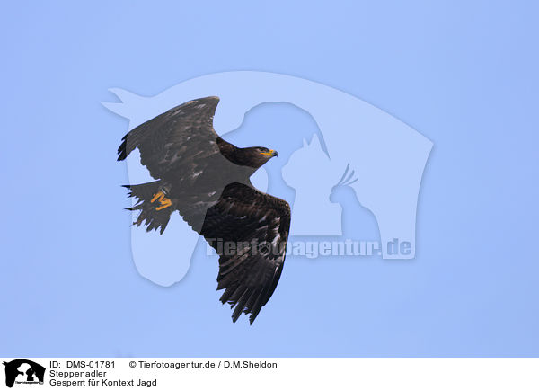 Steppenadler / steppe eagle / DMS-01781