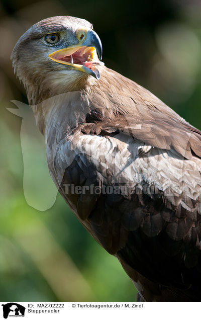 Steppenadler / steppe eagle / MAZ-02222