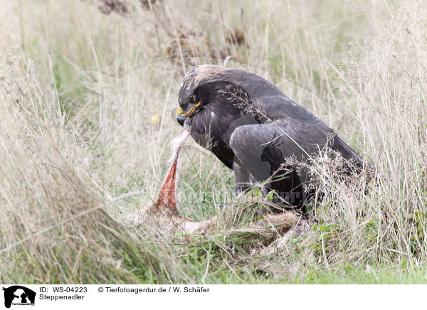 Steppenadler / steppe eagle / WS-04223