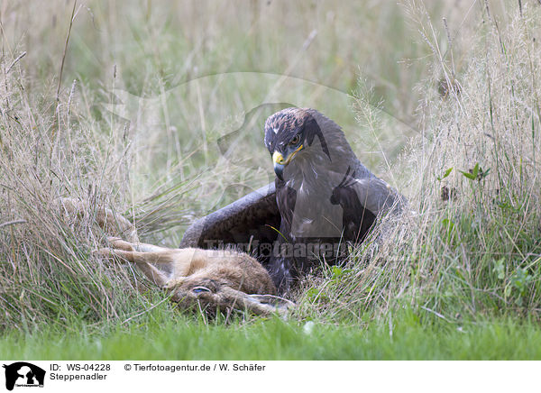 Steppenadler / steppe eagle / WS-04228