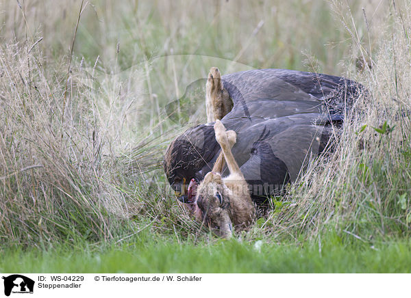 Steppenadler / steppe eagle / WS-04229