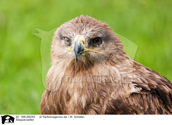 Steppenadler / steppe eagle / WS-06250