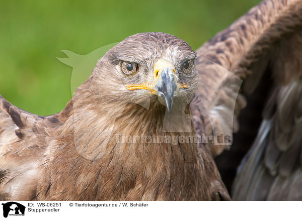 Steppenadler / steppe eagle / WS-06251