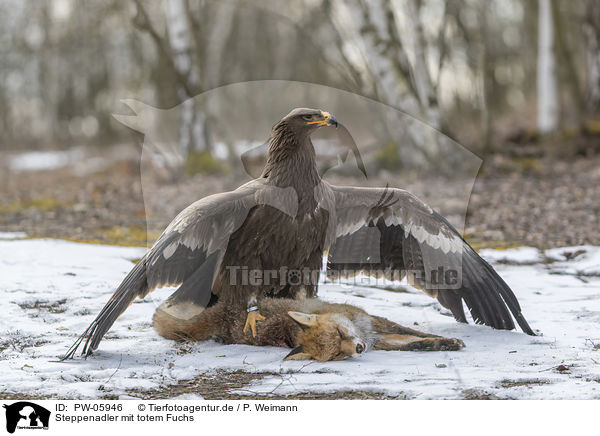 Steppenadler mit totem Fuchs / Steppe eagle with dead fox / PW-05946