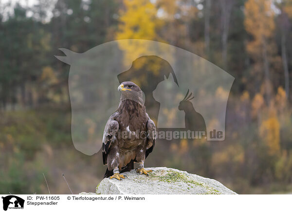 Steppenadler / steppe eagle / PW-11605