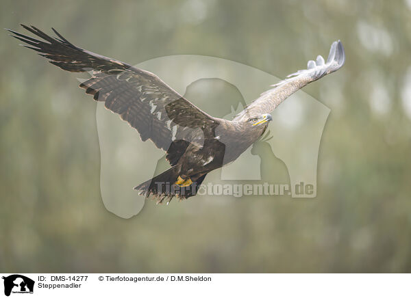 Steppenadler / steppe eagle / DMS-14277