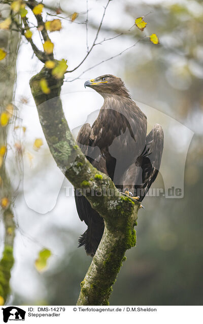 Steppenadler / steppe eagle / DMS-14279