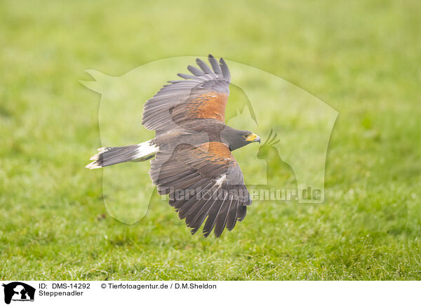 Steppenadler / DMS-14292