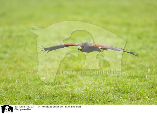 Steppenadler / steppe eagle / DMS-14293