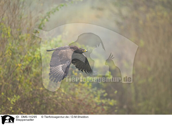 Steppenadler / steppe eagle / DMS-14295