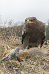 Steppenadler mit totem Fuchs