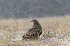 Steppenadler im Winter