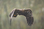Steppenadler