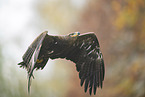 Steppenadler